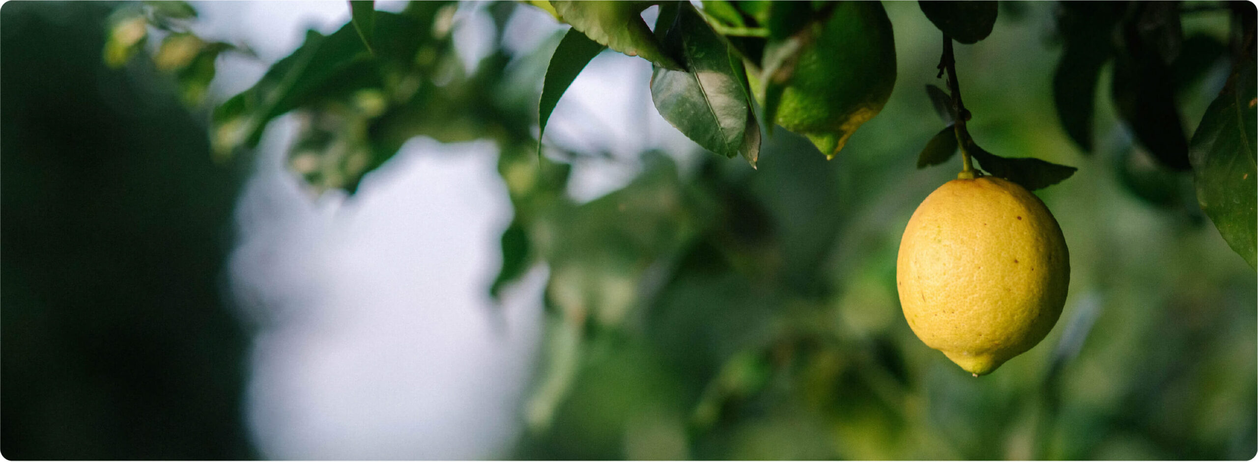 DERIVADOS DEL LIMON